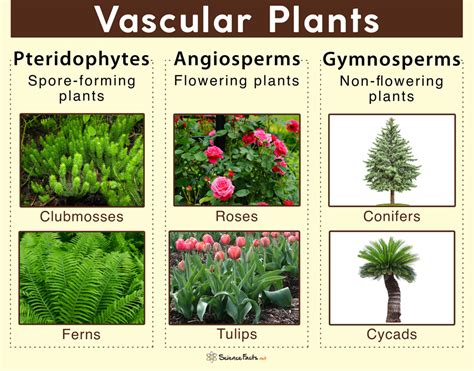 vascular plant意思|Vascular Plants – Definition, Characteristics,。